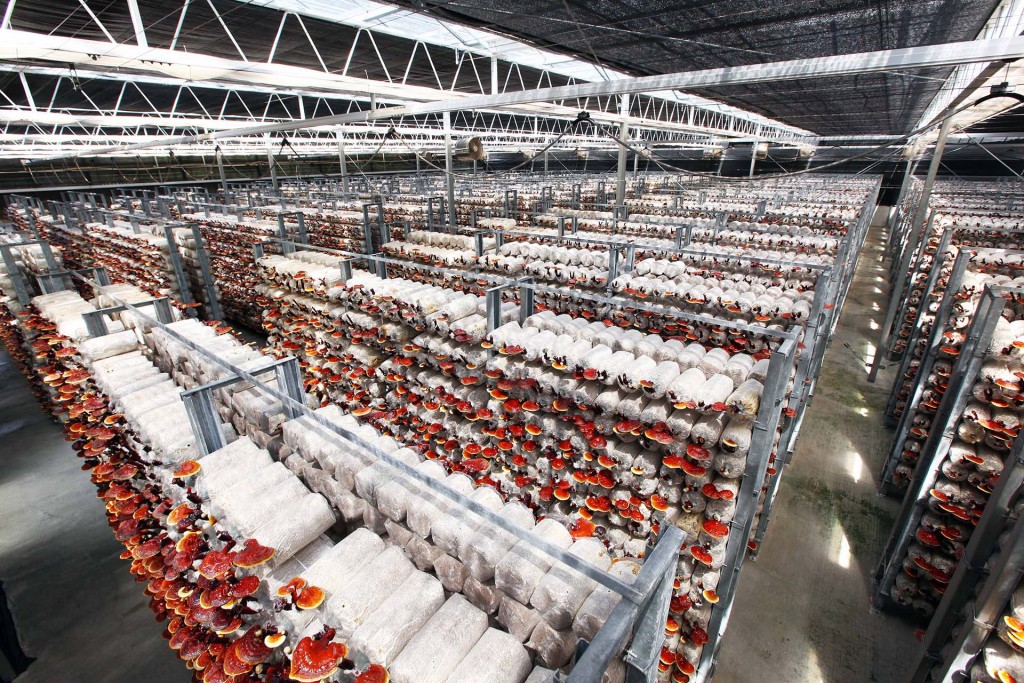 雙鶴斥資打造溫室靈芝農場