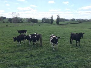 智點直銷媒---賜多利奶粉選定純淨、無污染的紐西蘭生產，從源頭控管品質。