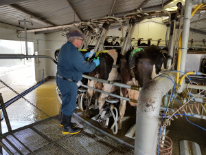智點直銷媒---賜多利公司以專利的26合一疫苗接種乳牛，誘導出特定免疫球蛋白G。